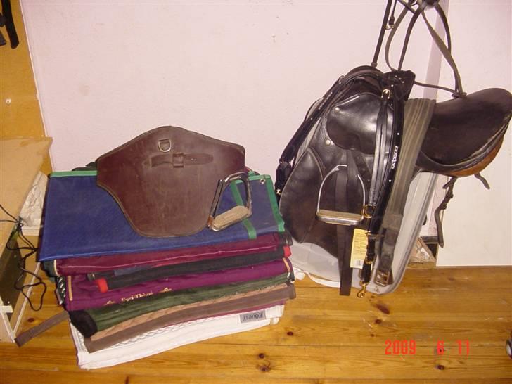 Shetlænder viktor  solgt billede 17