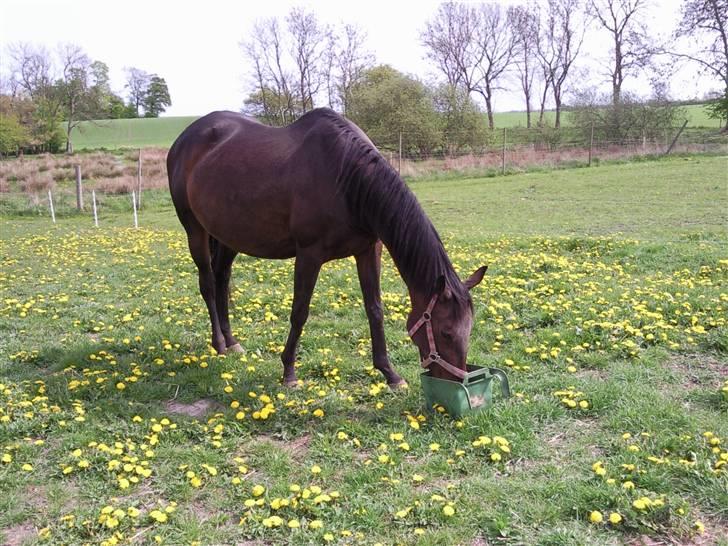 Dansk Varmblod Fire walker *RIP' billede 2