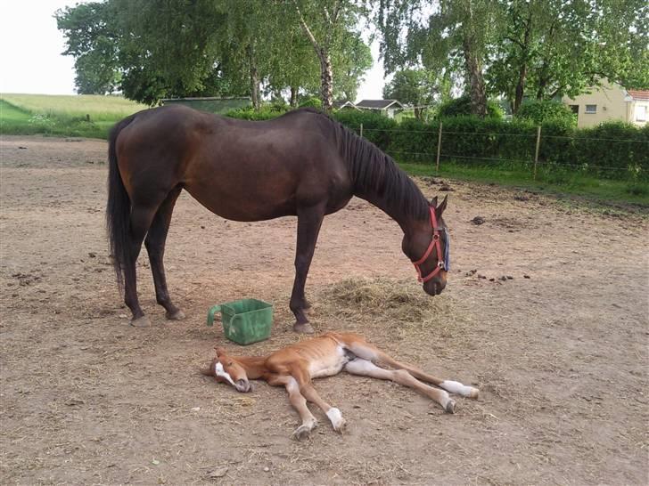 Dansk Varmblod Fire walker *RIP' billede 3