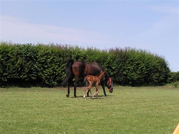 Dansk Varmblod Fire walker *RIP' - kort tid inden hun aflives.... billede 4