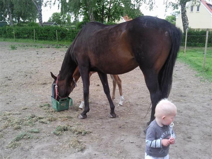 Dansk Varmblod Fire walker *RIP' billede 5