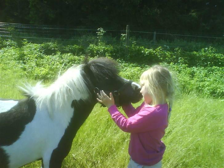 Shetlænder Little Jessica billede 8