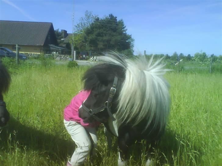 Shetlænder Little Jessica billede 9