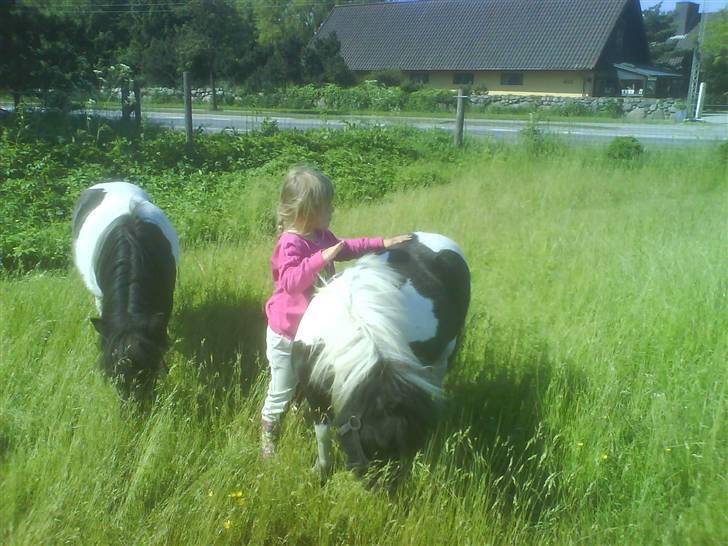 Shetlænder Little Jessica billede 10