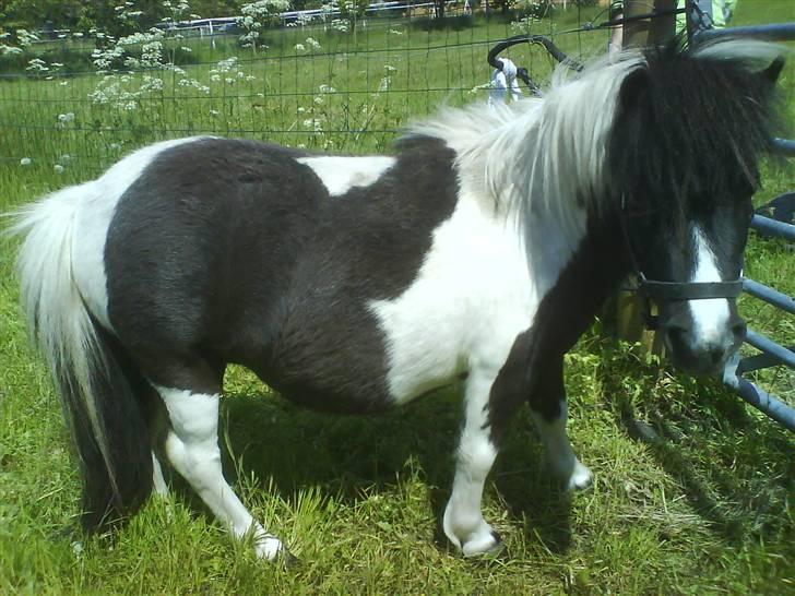 Shetlænder Little Jessica billede 11