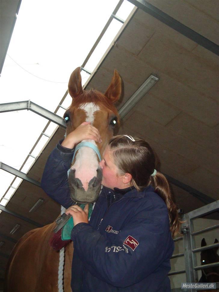 Dansk Varmblod Enekærs 'Devito billede 12