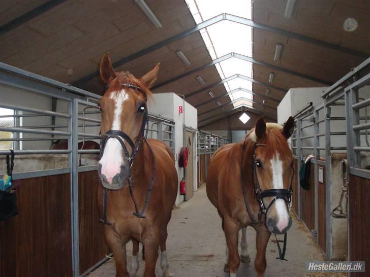 Dansk Varmblod Enekærs 'Devito - Devito og Oliver.. :) billede 14