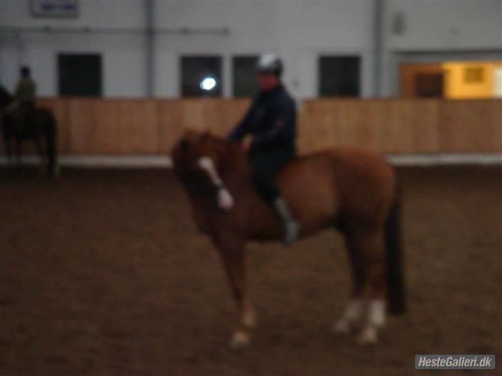 Dansk Varmblod Enekærs 'Devito billede 15