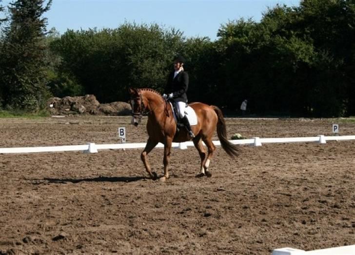 Dansk Varmblod Enekærs 'Devito billede 16