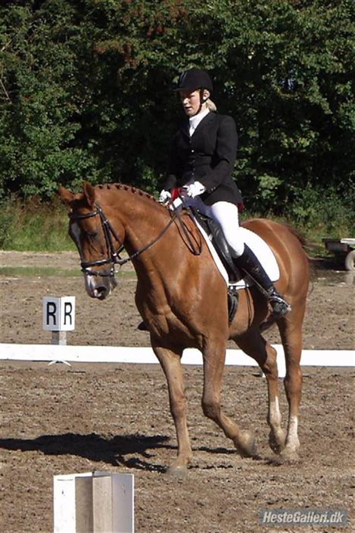 Dansk Varmblod Enekærs 'Devito billede 17