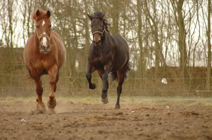 Anden særlig race Fakir.!  - Fold-Race!  billede 7