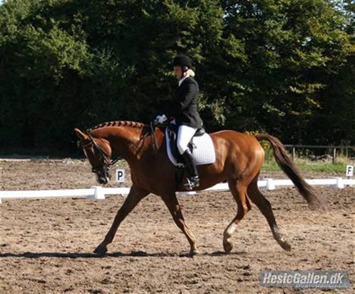 Dansk Varmblod Enekærs 'Devito billede 18