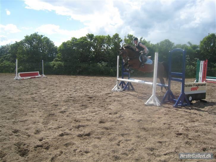 Dansk Varmblod Primadonna  - Prima´en & mig, undervisning juni 2009. billede 7