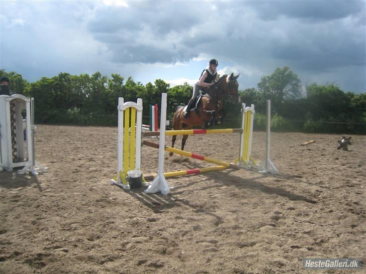 Dansk Varmblod Primadonna  - Prima´en & mig, undervisning, -juni 2009. billede 8