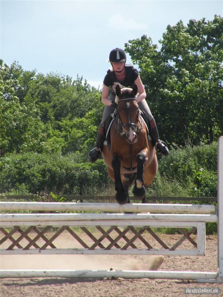 Dansk Varmblod Primadonna  - Prima´en & mig, undervisning. billede 9