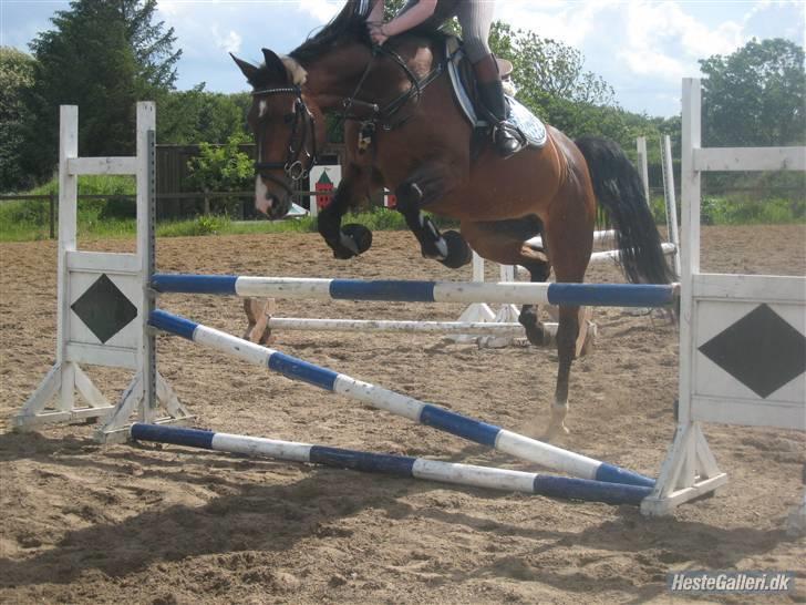 Dansk Varmblod Primadonna  - Primadonna & mig, undervisning,
 juni 2009 :) billede 10