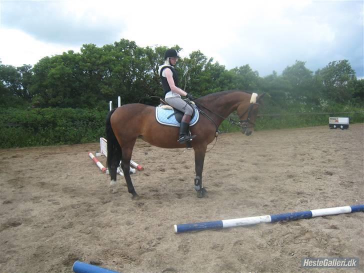 Dansk Varmblod Primadonna  - Prima´en & mig, opvarmer til springundervisning juni 2009. billede 11