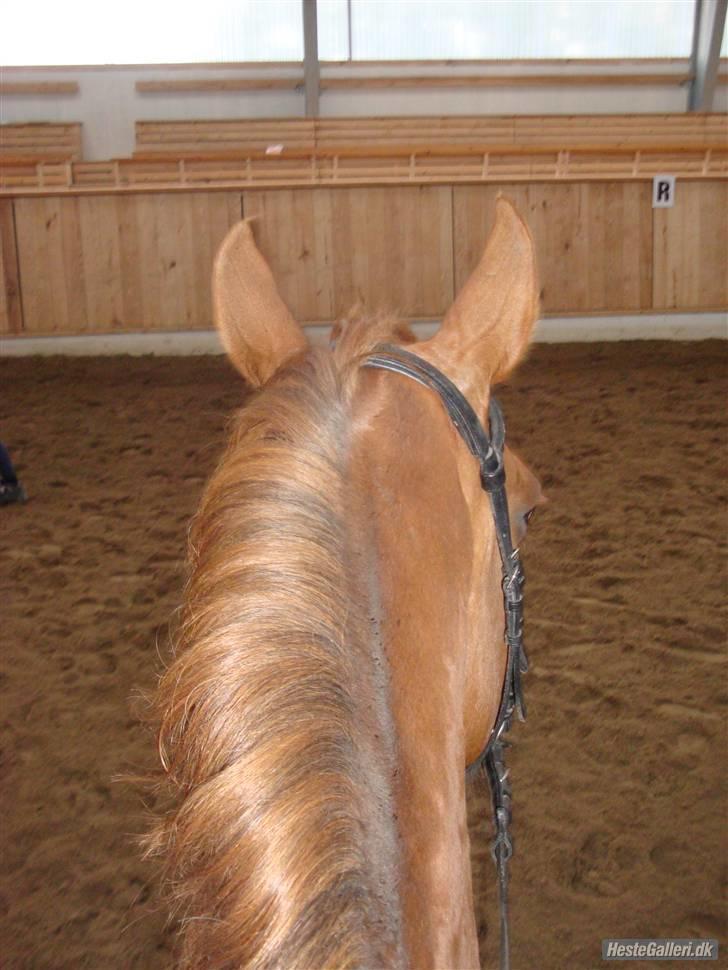 Dansk Varmblod Enekærs 'Devito billede 19