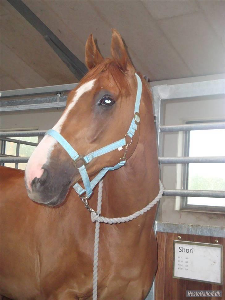 Dansk Varmblod Enekærs 'Devito - så smuk <3 billede 20