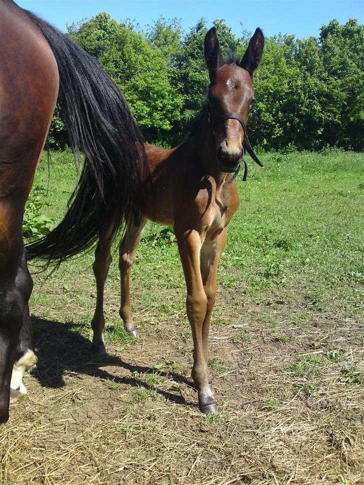 Traver *Select T* billede 8