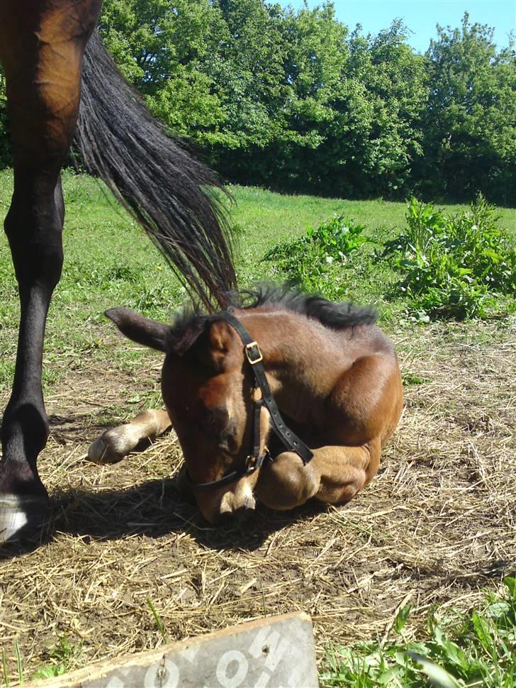 Traver *Select T* billede 9