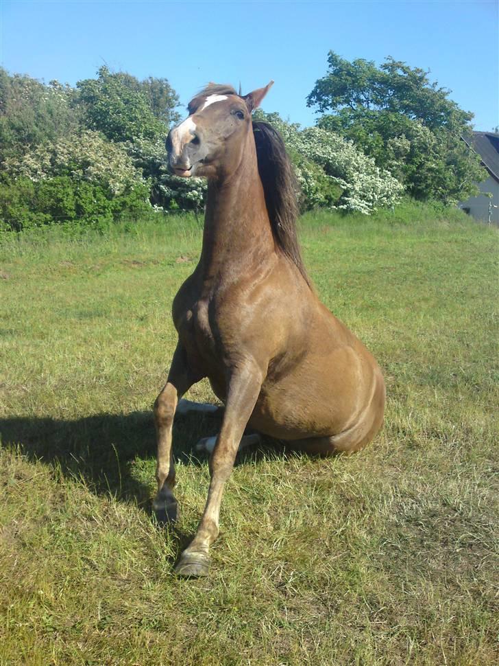 Anden særlig race Kiaya - Lidt cirkus-hest er man vel altid!! billede 15