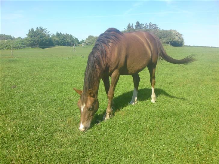 Anden særlig race Kiaya - Smukke på Sommerfold!! billede 16