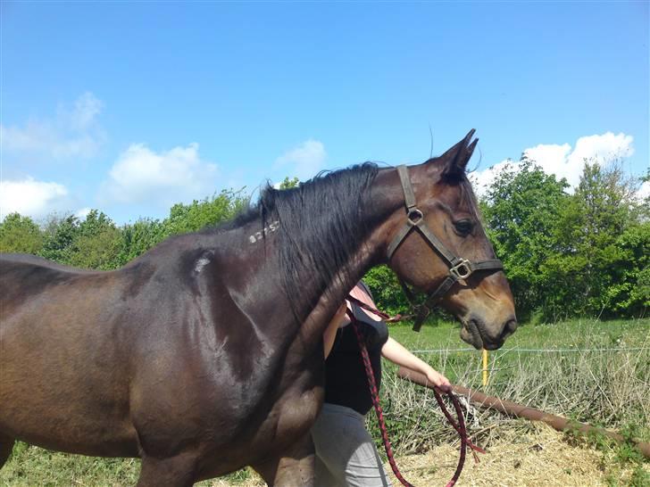 Traver Morassi (S) *Bortgivet til min veninde Karina* - Smukke -SMUKKE dreng!! billede 18