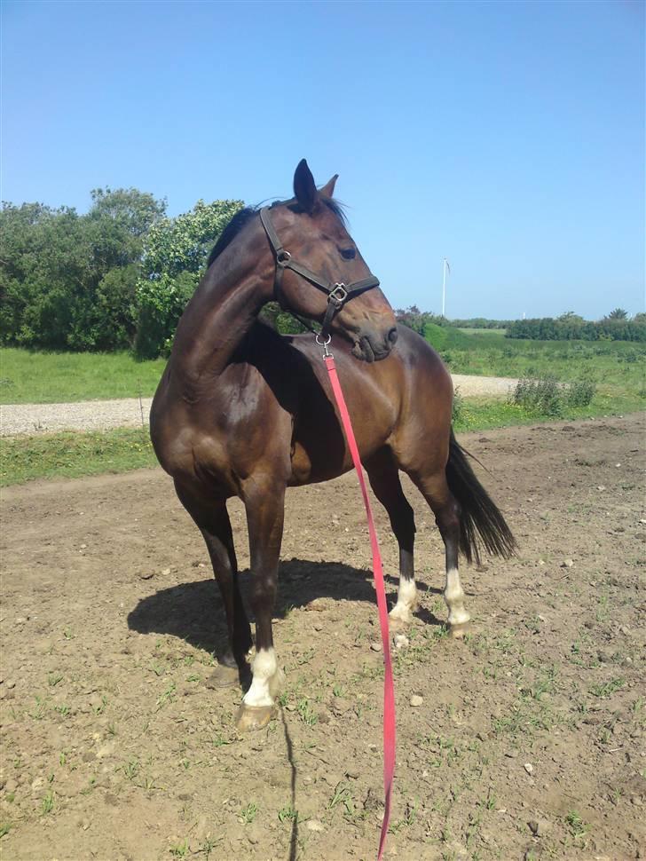 Traver Morassi (S) *Bortgivet til min veninde Karina* billede 19