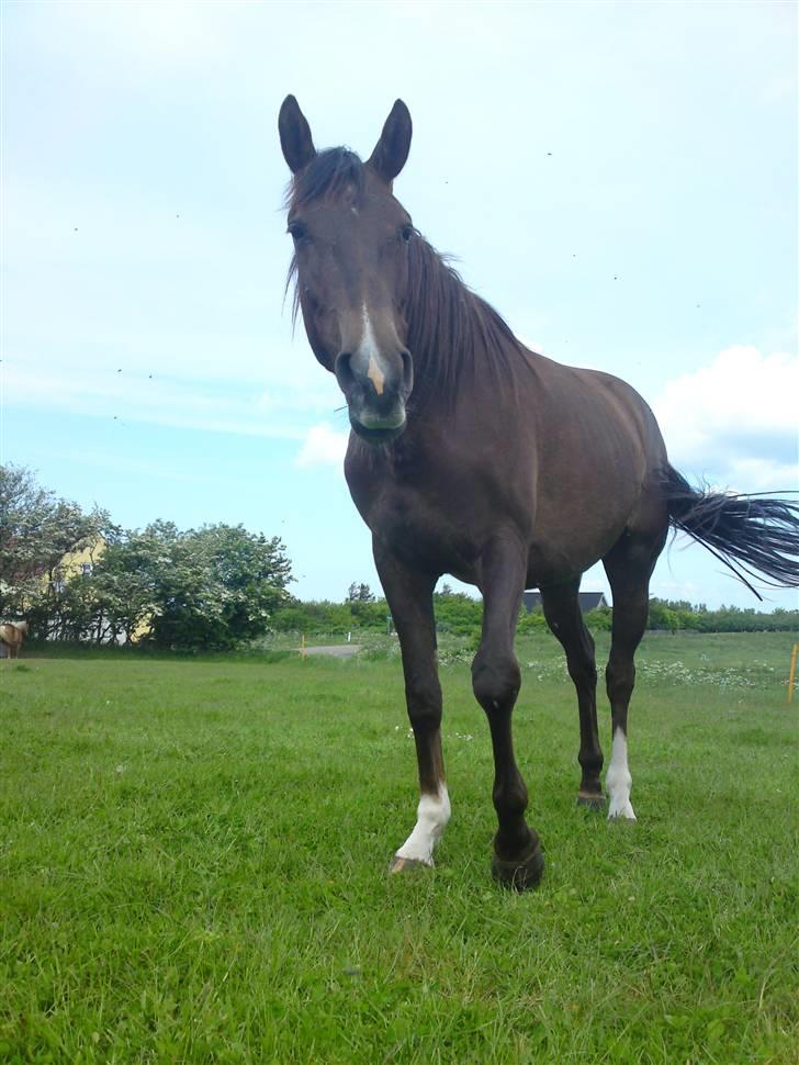 Anden særlig race Agapi billede 11