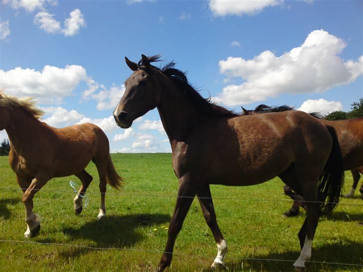 Anden særlig race Agapi billede 12
