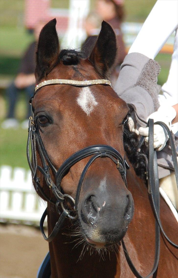 Welsh Cob (sec D) » Rytterbjergets Undine  - Velkommen til Rytterbjergets Undines frofil *-: billede 1