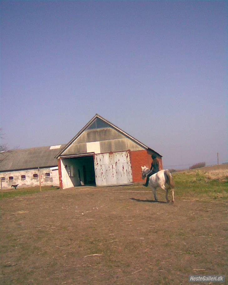 Anden særlig race Oliver Solgt;''( - Juhuu i ful trav op af bakken uden bid xD billede 15