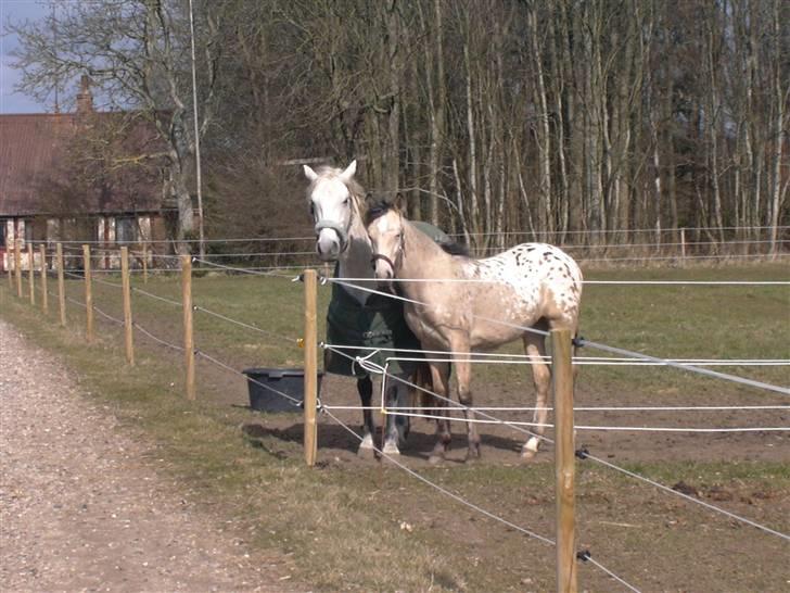 Anden særlig race Lady <3 billede 12