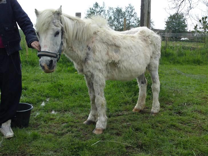 Anden særlig race Ia pigen  R.I.P :'(  †<3 - sådan så hun da hun lige var kommet hjem til os , kan i se forskellen ?:) billede 10