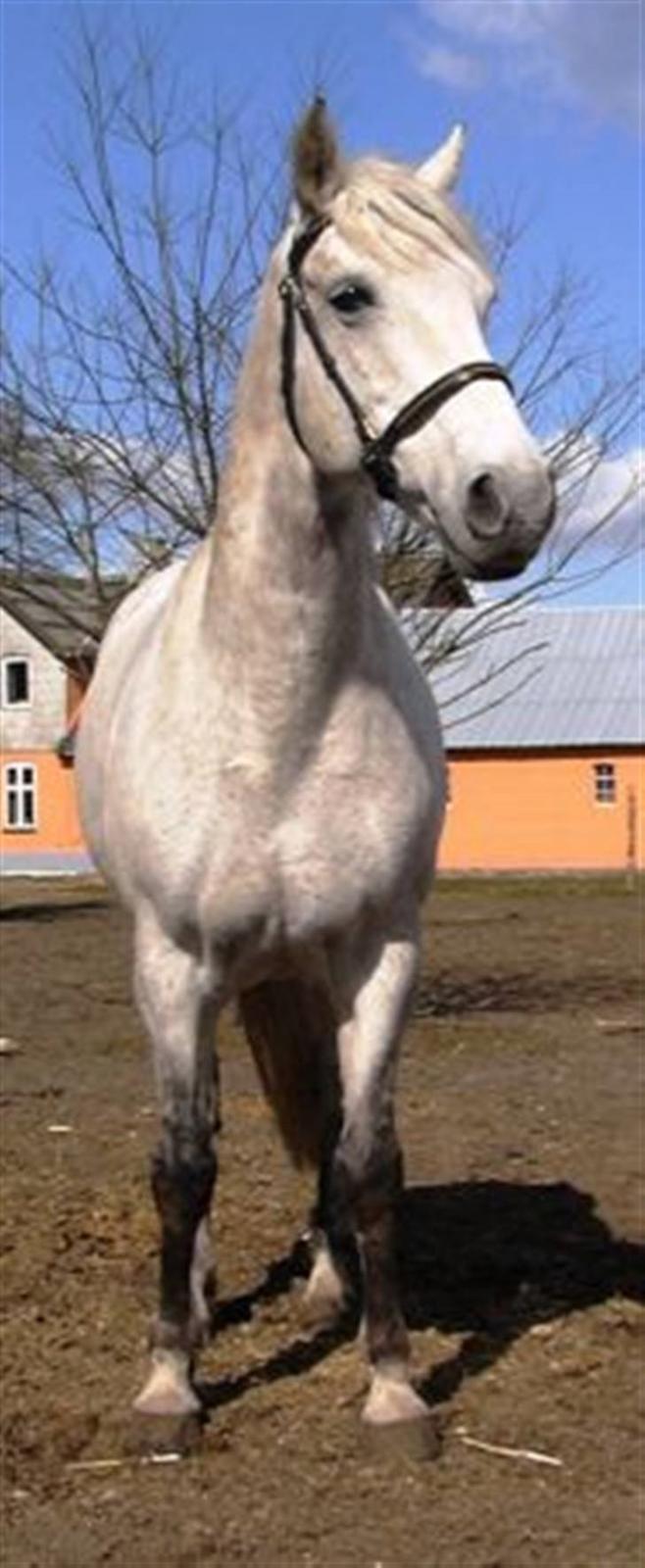 Anden særlig race Lady <3 billede 13