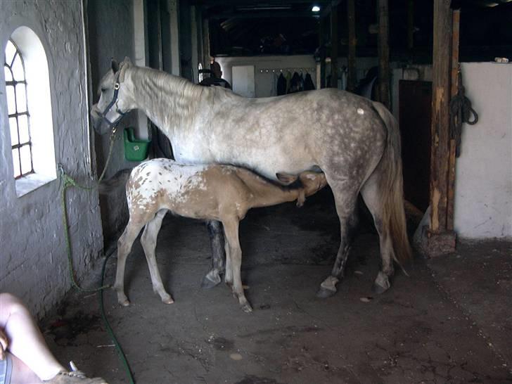 Anden særlig race Lady <3 billede 14