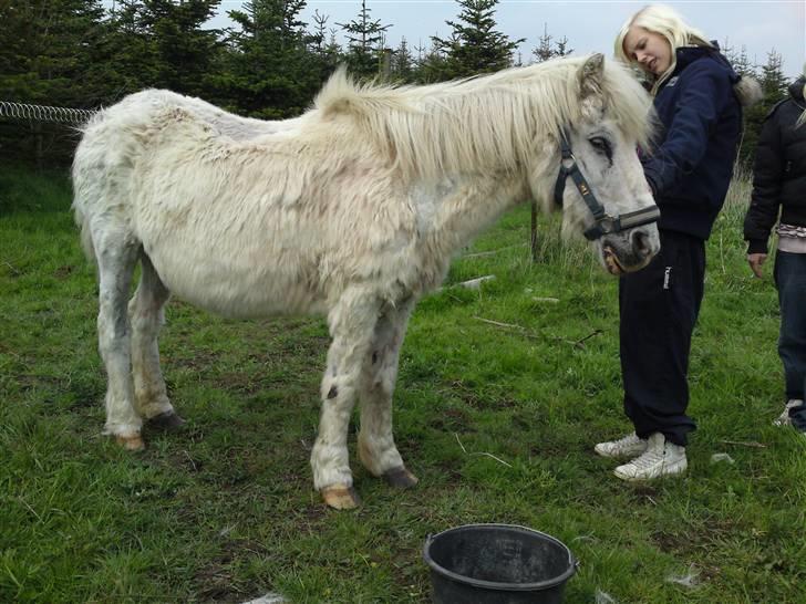 Anden særlig race Ia pigen  R.I.P :'(  †<3 - sådan så hun ud da hun lige var kommet hjem til os, hun ser virkelig ik godt ud :( billede 11
