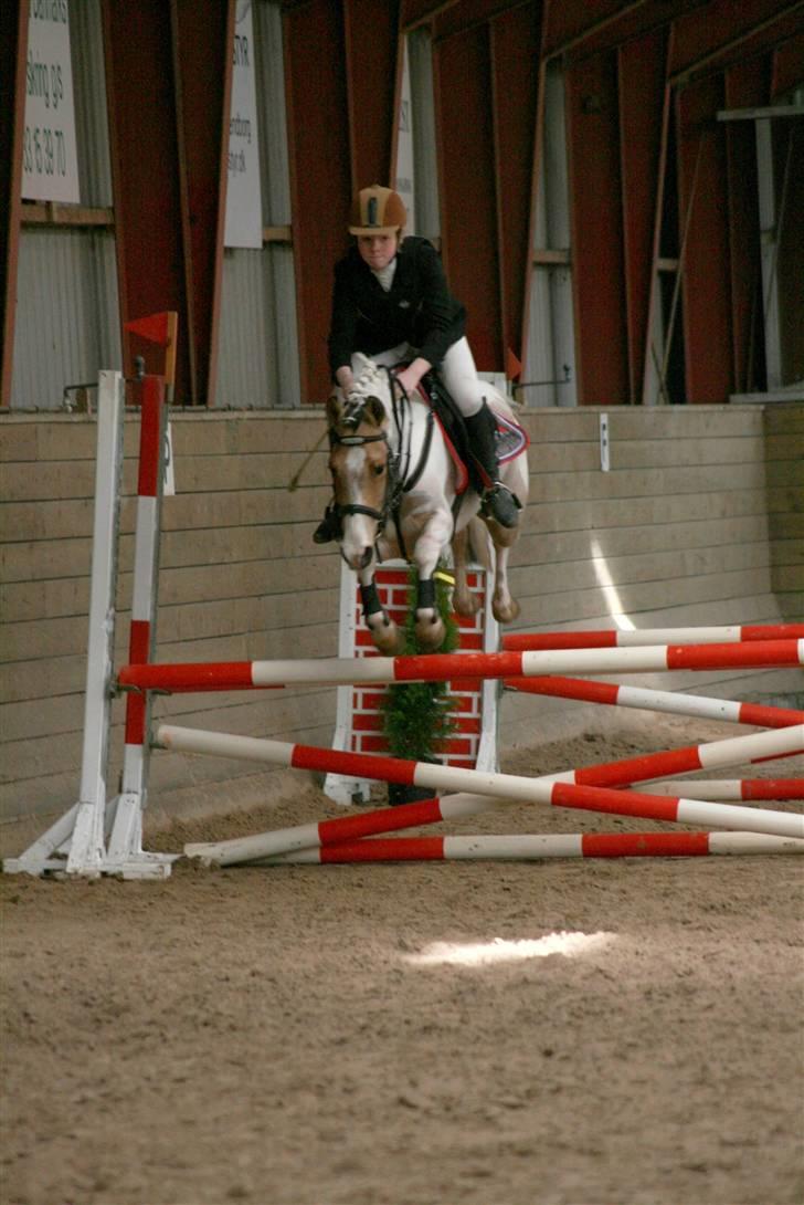 Hollandsk Sportspony Jolly Jumper solgt:/ - vores første disk. stævne LB billede 17