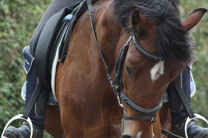 Welsh Cob (sec D) » Rytterbjergets Undine  - Et nærbillede (-: <3 billede 3