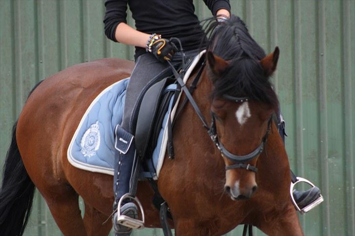 Welsh Cob (sec D) » Rytterbjergets Undine  - Lidt mindre nærbillede i-: <3 billede 6