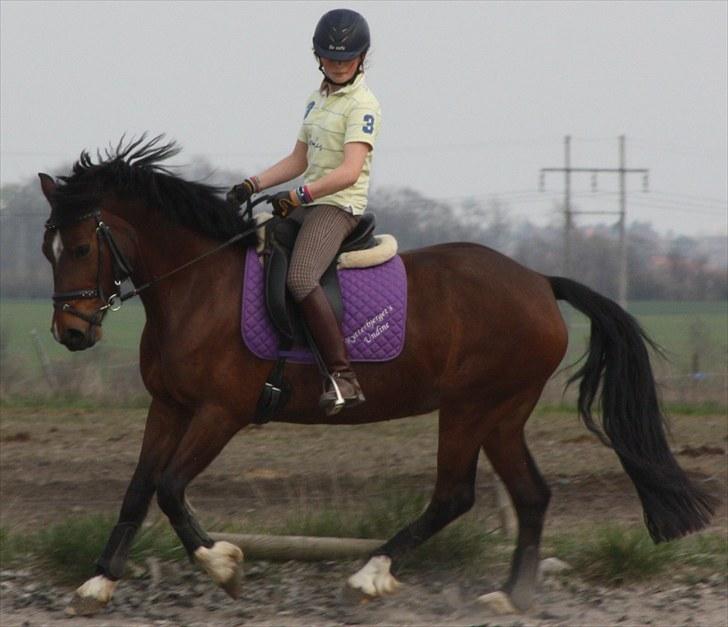 Welsh Cob (sec D) » Rytterbjergets Undine  - Mørkt -.-´ billede 7