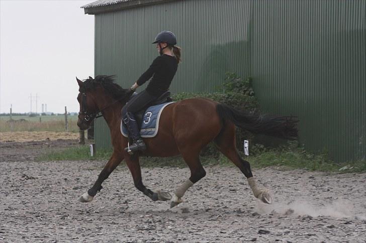 Welsh Cob (sec D) » Rytterbjergets Undine  - Year :-D billede 8