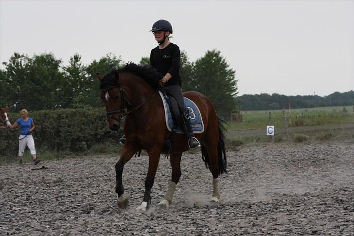 Welsh Cob (sec D) » Rytterbjergets Undine  - Gallop, skråt igennem (-: <3 billede 10