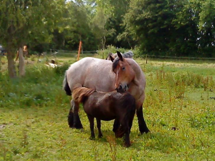 Anden særlig race stella aka madam :D - så var madamens klømakker på marken igen :D billede 10