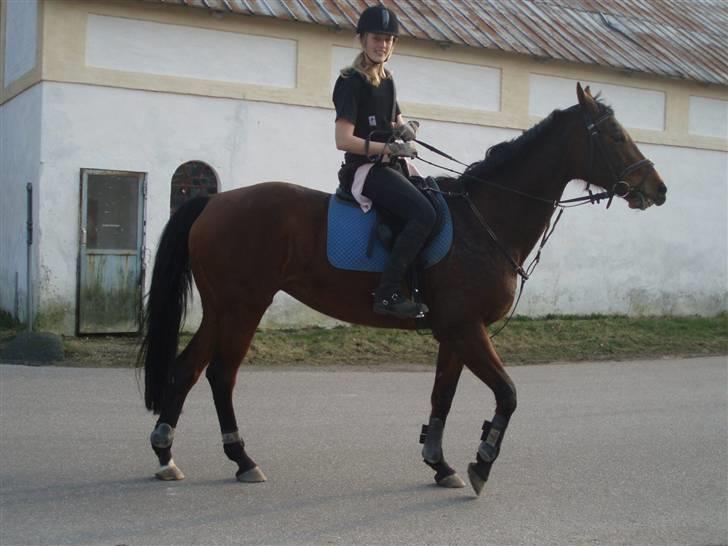 Dansk Varmblod Savannah billede 17