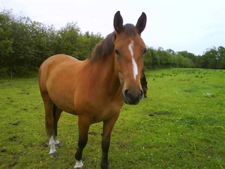 Anden særlig race Nikita af Hedelykke billede 3