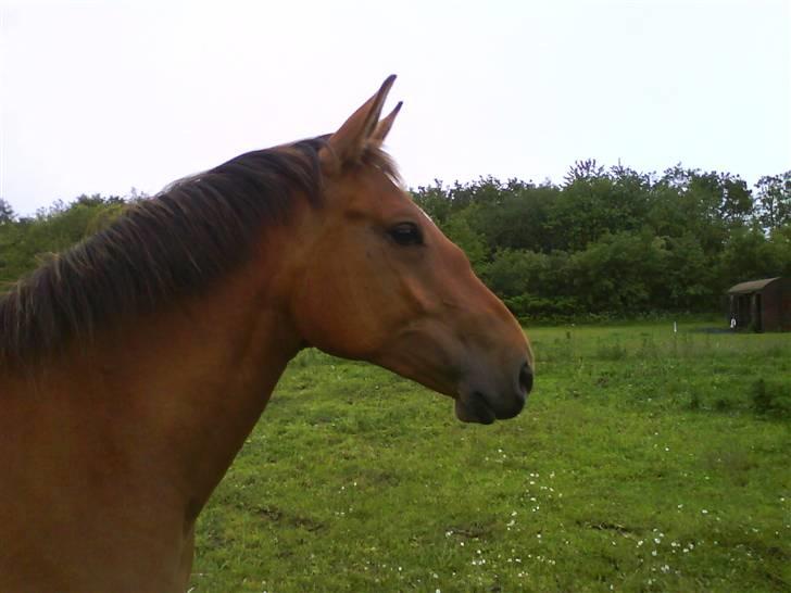 Anden særlig race Nikita af Hedelykke billede 4