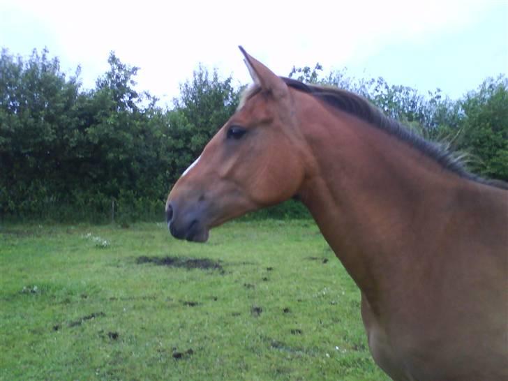 Anden særlig race Nikita af Hedelykke billede 5