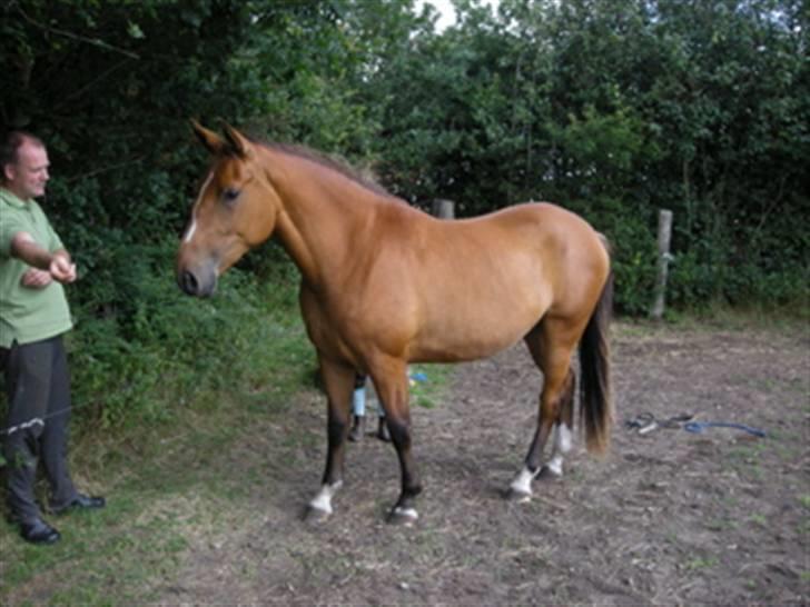 Anden særlig race Nikita af Hedelykke - Smukke Nikita!!!!!! billede 6